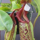 25Pcs A Set Nepenthes Allardii seed Ngryise