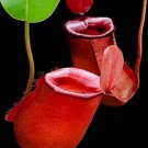 25Pcs A Set NEPENTHES AMPULLARIA X VENTRICOSA seed Ngryise