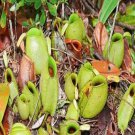 25Pcs A Set Nepenthes ampullaria seed Ngryise