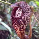 25Pcs A Set Nepenthes aristolochioides seed Ngryise