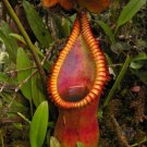 25Pcs A Set Nepenthes attenboroughii seed Ngryise