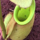 25Pcs A Set Nepenthes bicalcarata seed Ngryise