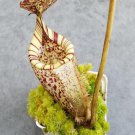 25Pcs A Set Nepenthes burbidgeae seed Ngryise