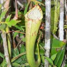25Pcs A Set Nepenthes Chaniana seed Ngryise