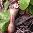 25Pcs A Set Nepenthes clipeata seed Ngryise