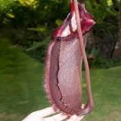 25Pcs A Set Nepenthes densiflora  robcantleyi seed Ngryise