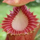 25Pcs A Set Nepenthes edwardsiana mouth seed Ngryise