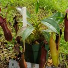 25Pcs A Set Nepenthes edwardsiana seed Ngryise
