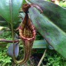25Pcs A Set Nepenthes fusca seed Ngryise