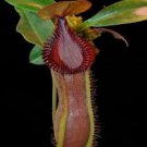 25Pcs A Set Nepenthes hamata x edwardsiana seed Ngryise