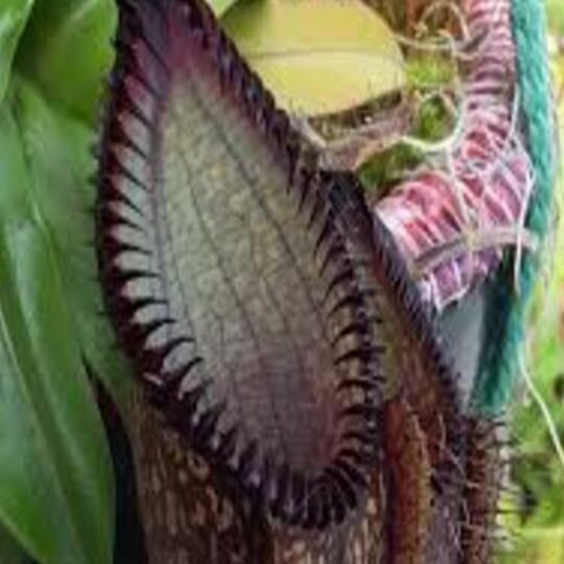 25Pcs A Set Nepenthes hamata seed Ngryise