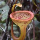 25Pcs A Set Nepenthes jamban seed Ngryise