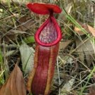 25Pcs A Set Nepenthes kongkandana seed Ngryise