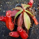 25Pcs A Set Nepenthes lady luck seed Ngryise