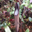 25Pcs A Set Nepenthes lingulata seed Ngryise
