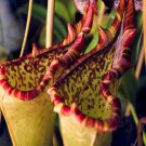 25Pcs A Set  Nepenthes lowii x Gothica seed Ngryise