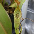 25Pcs A Set  Nepenthes maxima Tentena seed Ngryise