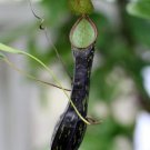25Pcs A Set Nepenthes mikei seed Ngryise