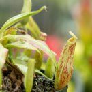 25Pcs A Set Nepenthes Mirabilis seed Ngryise