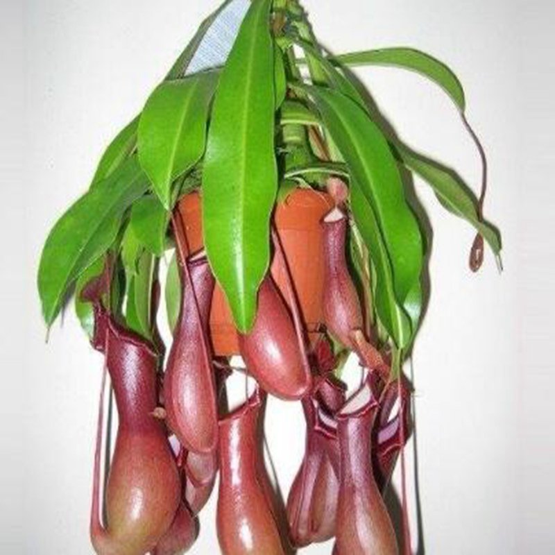 25Pcs A Set Nepenthes Monkey Jars seed Ngryise