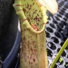 25Pcs A Set Nepenthes Northiana seed Ngryise