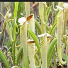 25Pcs A Set Nepenthes Phylogeny seed Ngryise