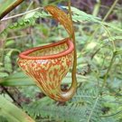 25Pcs A Set Nepenthes pitopangii seed Ngryise