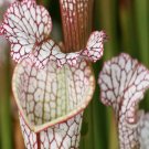 25Pcs A Set Nepenthes potted seed Ngryise