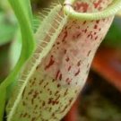 25Pcs A Set Nepenthes rafflesiana red speckle seed Ngryise