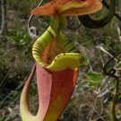 25Pcs A Set Nepenthes Rafflesiana seed Ngryise