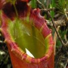 25Pcs A Set Nepenthes rajah of Borneo seed Ngryise