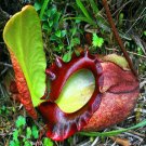25Pcs A Set Nepenthes rajah seed Ngryise