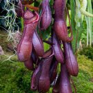 25Pcs A Set Nepenthes Rebecca Soper seed Ngryise