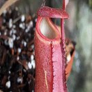 25Pcs A Set Nepenthes Red Bell seed Ngryise