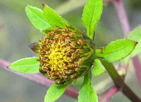 300Pcs A Set trifid bur marigold  seed Ngryise