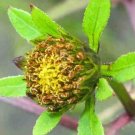 300Pcs A Set trifid bur marigold  seed Ngryise