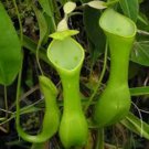 30Pcs A Set N. reinwardtiana seed Ngryise