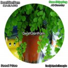 DwarfGiantFarm 100Pcs A Set Adiantum capillus-veneris Seed