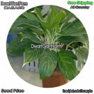 DwarfGiantFarm 100Pcs A Set Aglaonema commutatum Pseudo bracteatum White Rajah Seed