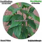 DwarfGiantFarm 100Pcs A Set aglaonema modestum schott Seed