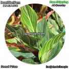 DwarfGiantFarm 100Pcs A Set Aglaonema Red Vein Seed