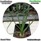 DwarfGiantFarm 100Pcs A Set Albucanamaquensis Seed