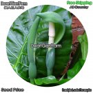 DwarfGiantFarm 100Pcs A Set Alocasia macrorrhizos Seed