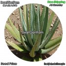 DwarfGiantFarm 100Pcs A Set Aloe barbadensis Mill Seed