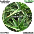 DwarfGiantFarm 100Pcs A Set Aloe nobilis Seed dgf-gypz-010010