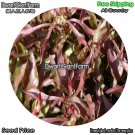 DwarfGiantFarm 100Pcs A Set Alternanthera bettzickiana Seed