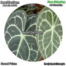 DwarfGiantFarm 100Pcs A Set Antburium crystallinum Seed