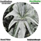 DwarfGiantFarm 100Pcs A Set Anthurium pedato-radiatum Seed