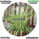 DwarfGiantFarm 100Pcs A Set Argentum cor Chlorophytum Seed