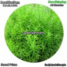 DwarfGiantFarm 100Pcs A Set Asparagus cochinchinensis Seed